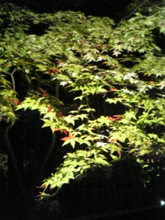 ファイル 1406-3.jpg