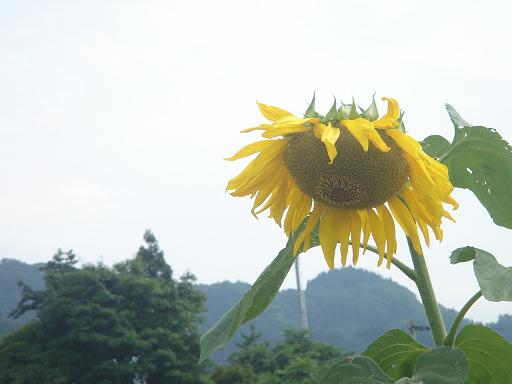 ファイル 1706-1.jpg