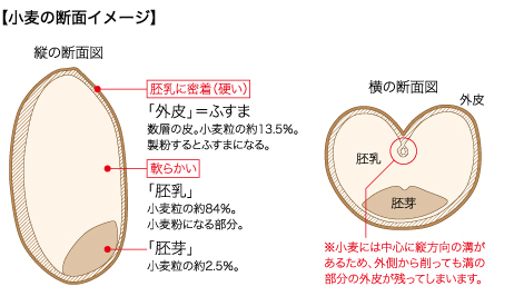小麦の断面イメージ